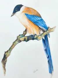 Iberian Azure Winged Magpie